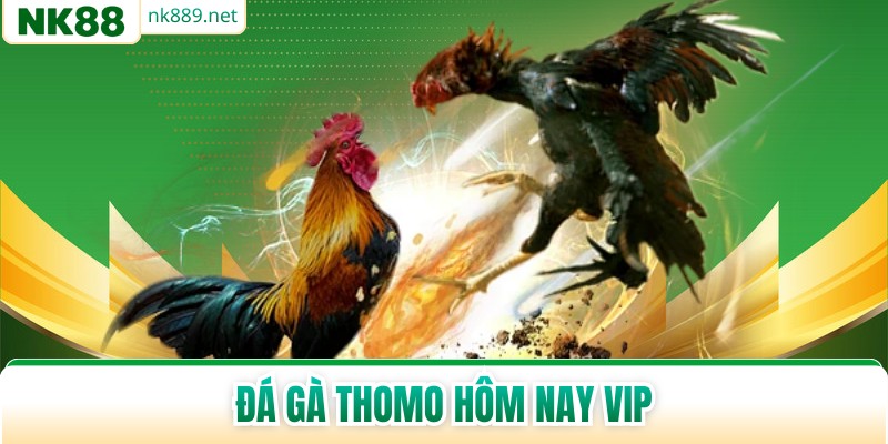 Đá Gà Thomo Hôm Nay Vip - Tâm Điểm Sôi Động Online