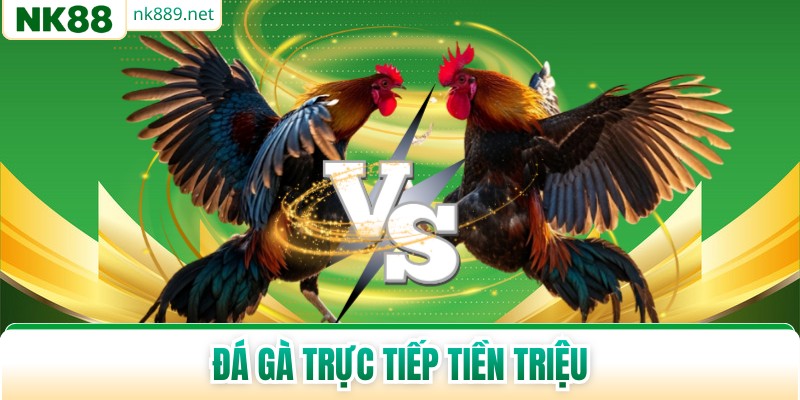 Đá Gà Trực Tiếp Tiền Triệu - Những Cuộc Chiến Đỉnh Cao