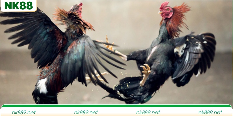 Điểm hấp dẫn hàng đầu tại sảnh giải trí đá gà NK88
