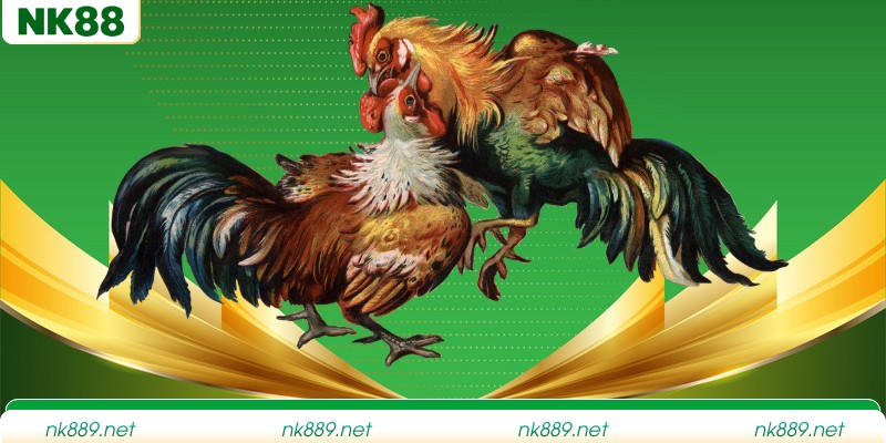 Hướng dẫn nắm bắt thông tin trận đấu