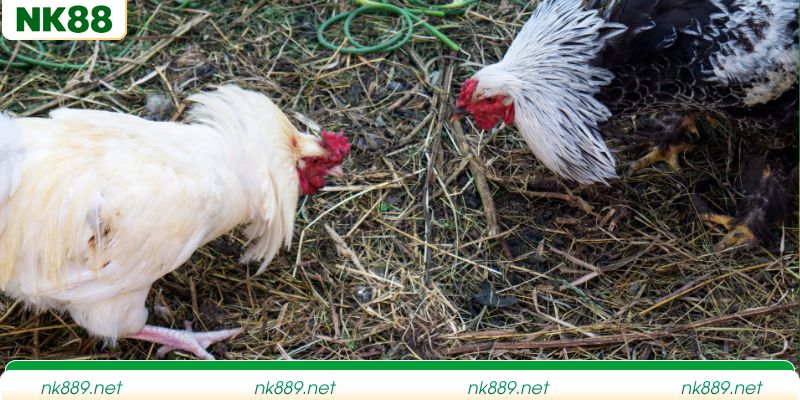 Những hạn chế dễ mắc phải khi cá cược