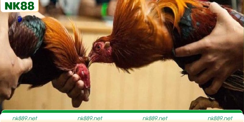 Những hình thức đá gà top đầu mà anh em nên tham gia