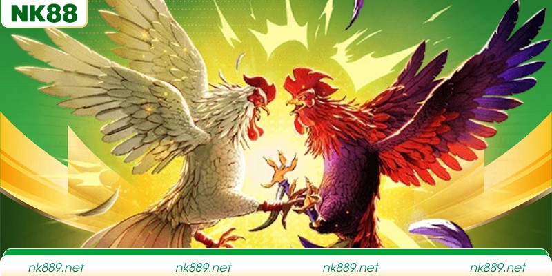 Thông tin hình thức xem gà mỹ đá trực tuyến