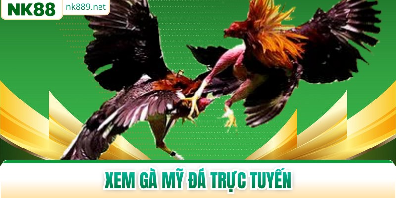 Xem Gà Mỹ Đá Trực Tuyến - Bộ Môn Giải Trí Hot Năm 2026